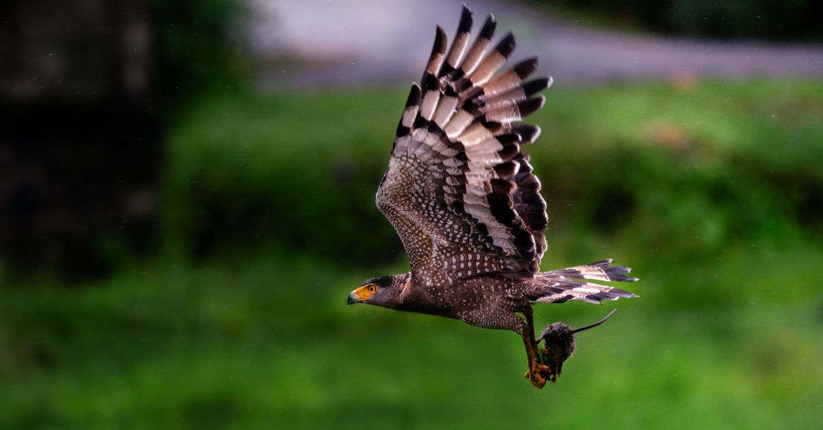 A crested serpent eagle soaring with prey in its talons, captured in vibrant greenery.